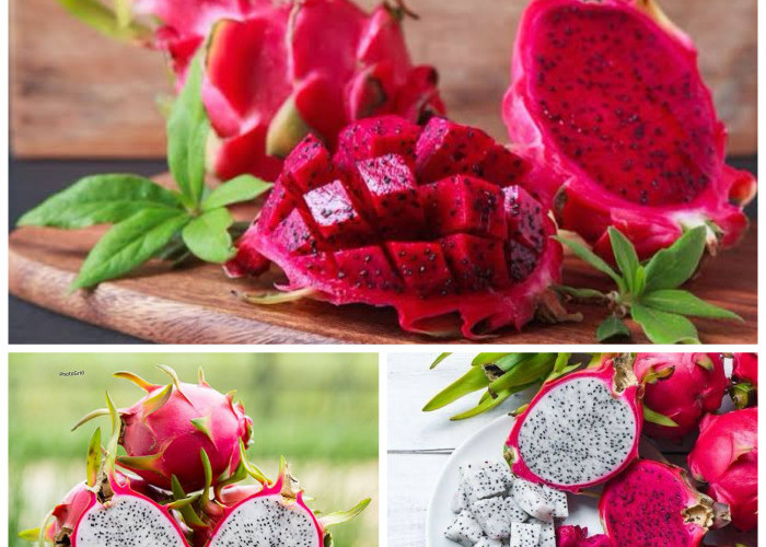Mengungkap Manfaat Buah Naga bagi Kesehatan Tubuh: Dari Pencernaan hingga Daya Tahan Tubuh!