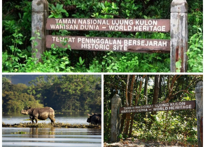 Sejarah Taman Nasional Ujung Kulon: Warisan Alam dan Perjuangan Konservasi Indonesia!