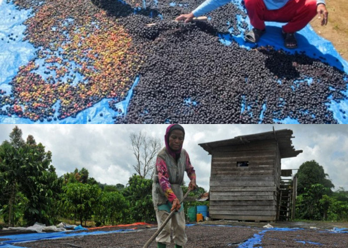 Musim Hujan, Kesulitan Petani Menjemur Kopi