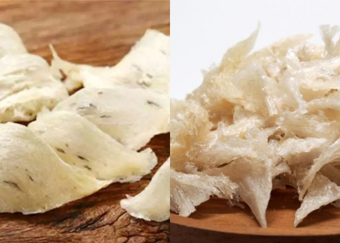 Yuk Ketahui! Manfaat Sarang Burung Walet Untuk Kesehatan Tubuh Begini Penjelasannya