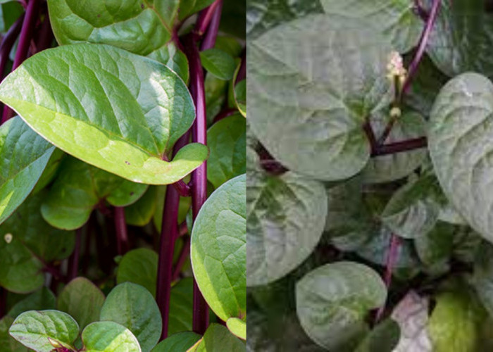 Mengenal Daun Binahong dan Manfaatnya, untuk Kesehatan Tubuh Secara Alami!