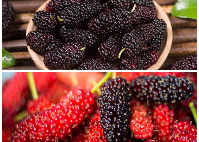 7 Alasan Buah Murbei Jadi Superfruit Andalan untuk Meningkatkan Vitalitas dan Kesehatan