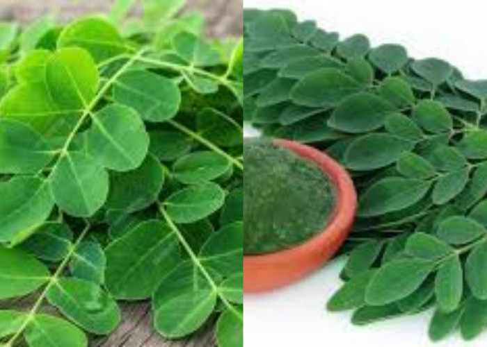 8 Manfaat Air Rebusan Daun Kelor, Bisa Cegah Sakit Jantung