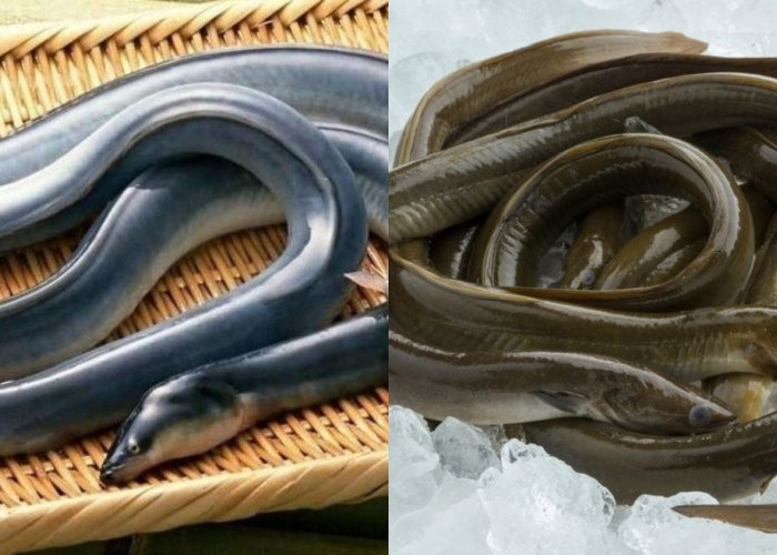 Teryata Ini Guys! Kandungan Nutrisi Dan Manfaat Belut Untuk Kesehatan Berikut Penjelasannya