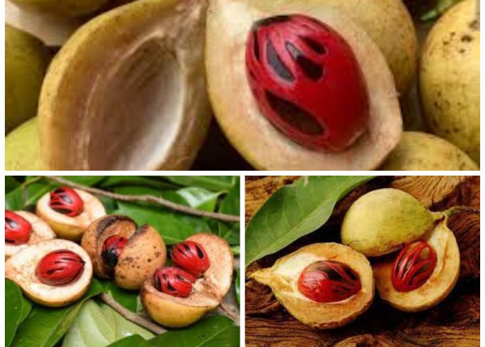 Manfaat Buah Pala bagi Kesehatan: Dari Rempah Legendaris Hingga Obat Alami!