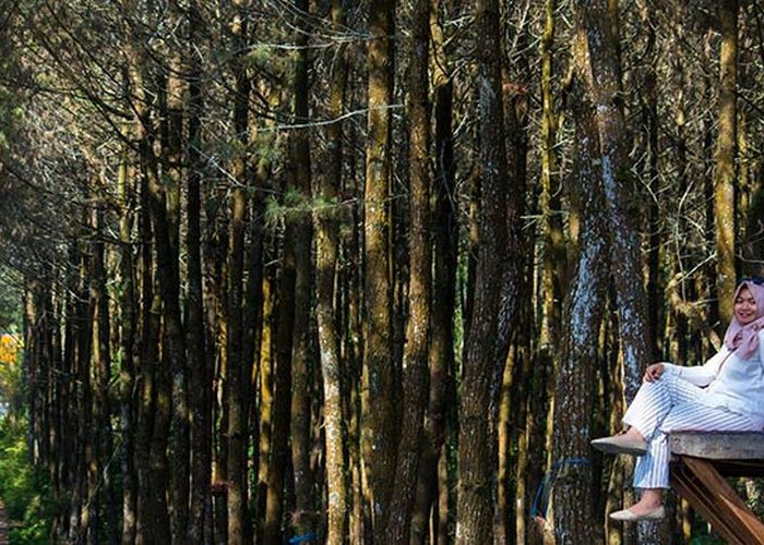 Wisata Instagramable Andalan Magelang, Inilah Hal Seputar Destinasi Hutan Pinus Kragilan!
