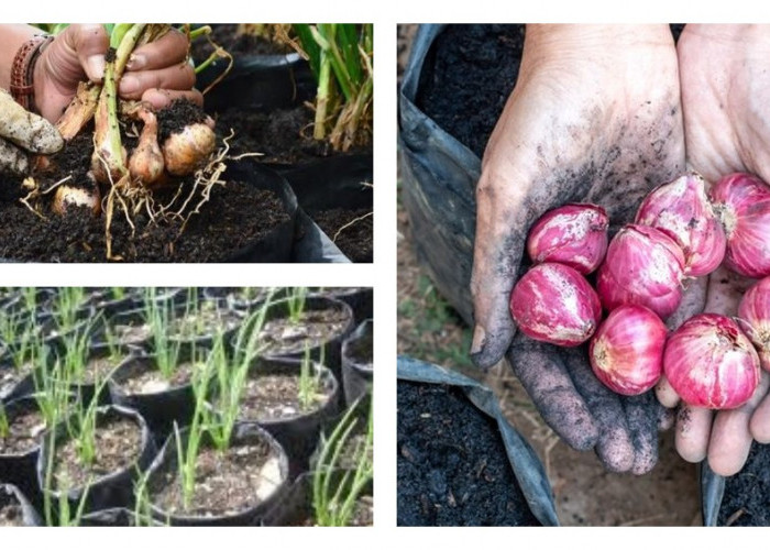 Kreasikan Halamanmu! 8 Inspirasi Kebun Bawang Merah dengan Susunan Bata dan Polybag