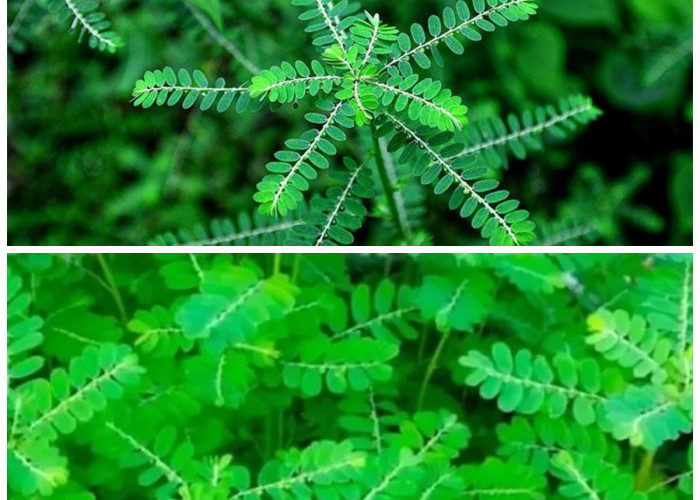 Rahasia Kesehatan Alami: 5 Khasiat Daun Meniran yang Perlu Diketahui