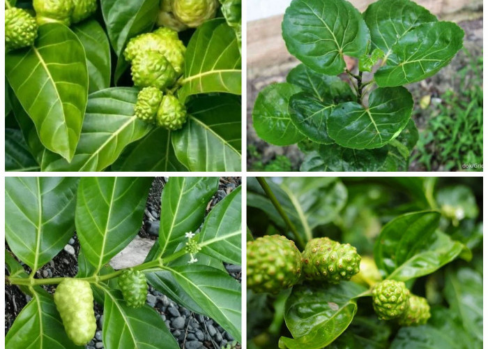 Daun Mengkudu: 8 Manfaat Alaminya untuk Kesehatan yang Mengesankan!