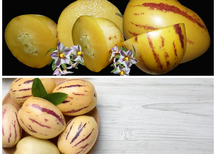 Rahasia Sehat dari Buah Pepino: Si Kecil yang Kaya Nutrisi dan Menyegarkan Tubuh!