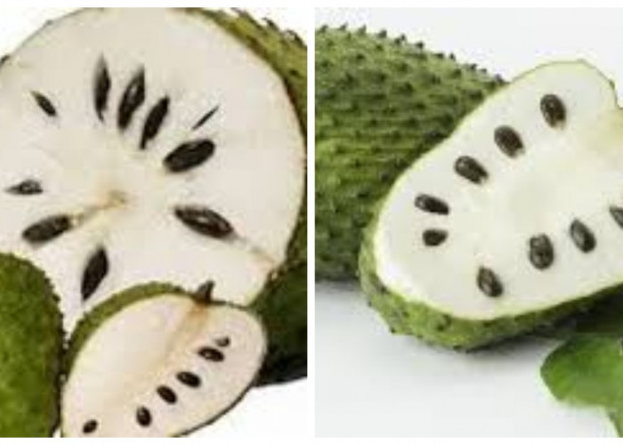 Inilah Segudang Manfaat Buah Sirsak Baik Bagi Tubuh Yang Luar Biasa