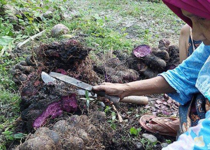 Ingin Sehat Alami? Coba Obat Tradisional Suku Aceh!