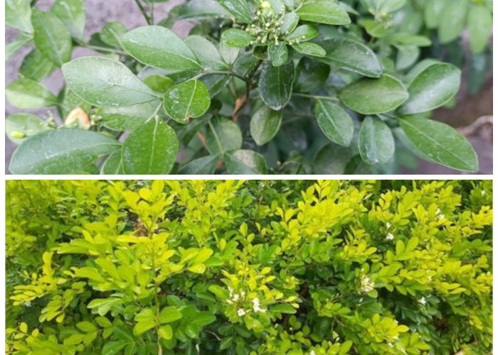 Daun Kemuning, Herbal Alami dengan Manfaat Lengkap untuk Jantung dan Kecantikan