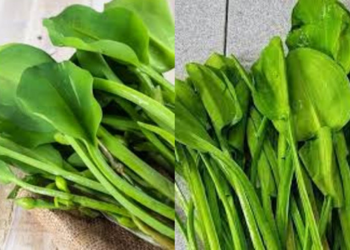 Inilah 7 Manfaat Daun Genjer Untuk Kesehatan, Apa Saja Yuk Simak?