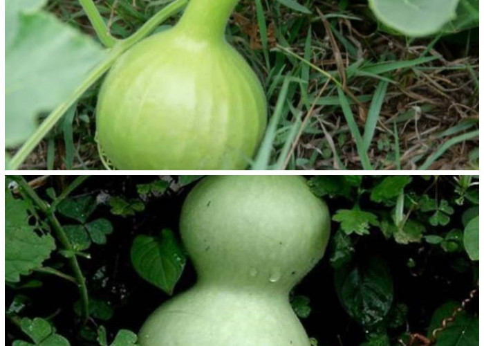 Rahasia Sehat dari Labu Air: 7 Manfaat Penting untuk Tubuhmu