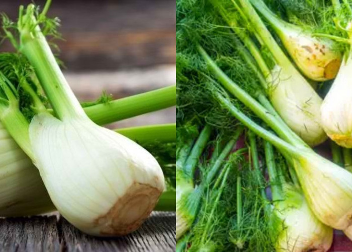 Manfaat Adas untuk Memperlancar Produksi ASI Busui Harus Tahu! 