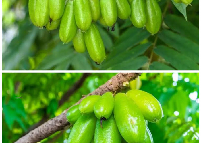 Manfaat Belimbing Wuluh bagi Kesehatan Tubuh: Buah Asam yang Kaya Khasiat!