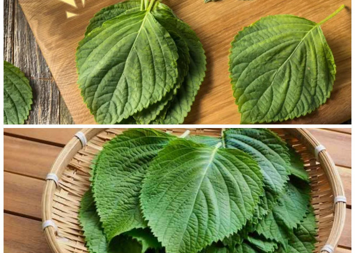 Manfaat Daun Perilla: Tanaman Herbal Asia yang Kaya Khasiat untuk Kesehatan Tubuh dan Kecantikan!