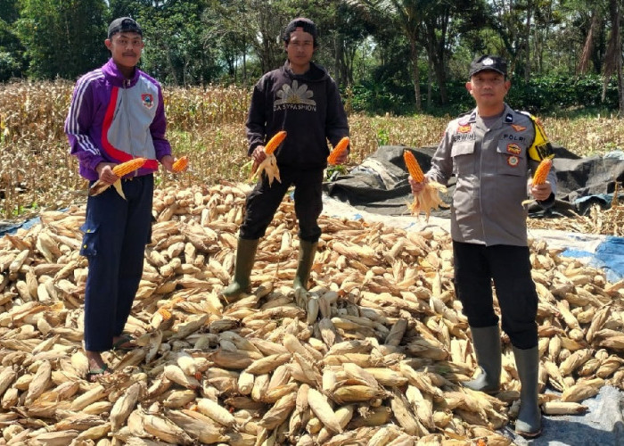 Dukung Asta Cita Presiden Prabowo, Bhabinkamtibmas Kawal Panen Jagung 