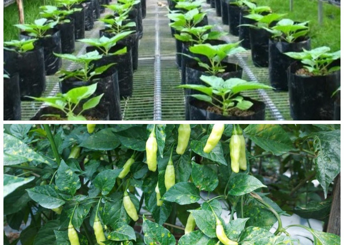 Rahasia Sukses Menanam Cabai Rawit Hijau di Polybag, Dijamin Panen Lebat!