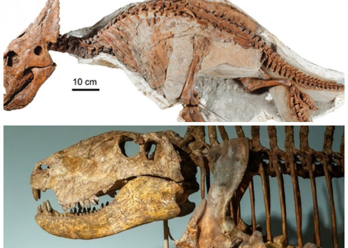 Bikin Heboh, Peneliti Menguak Sisa Fosil Dinosaurus Berusia 145 Juta Tahun!