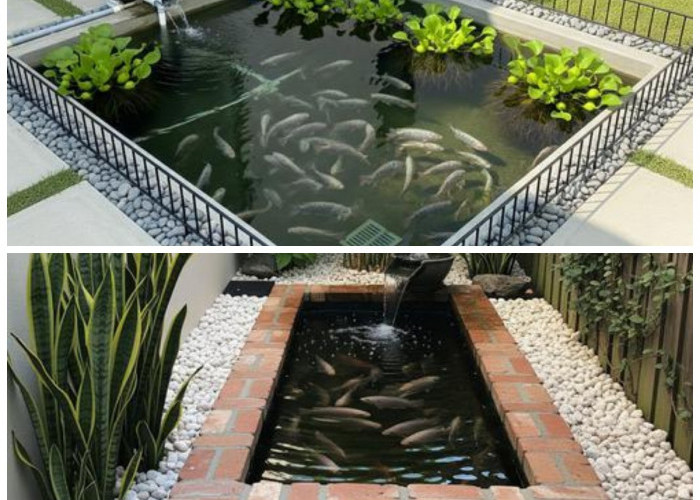 Lahan Terbatas Bukan Kendala! Ide Desain Halaman Belakang untuk Budidaya Ikan Nila yang Efisien