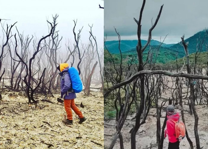 Apa yang Terjadi pada Hutan Mati di Papandayan? Begini Kisahnya!