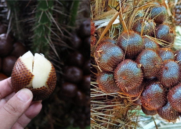 Makan Buah Salak Bisa Meredakan Penyakit Ini, Yuk Ketahui Manfaatnya!