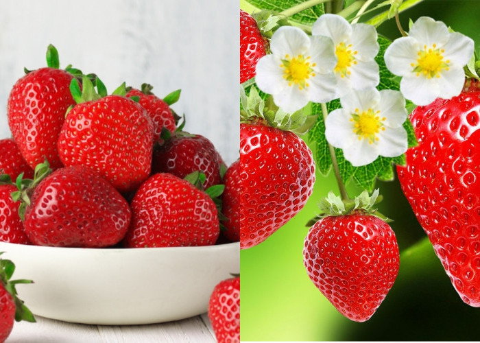 Harus Kalian Tahu Inilah Manfaat Strawberry Bagi Kesehatan Tubuh Yang Luar Biasa! 