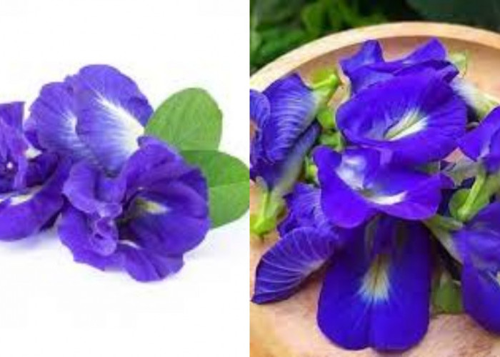 Inilah 8 Manfaat Bunga Telang Bagi Kesehatan Tubuh Yang Jarang Diketahui!