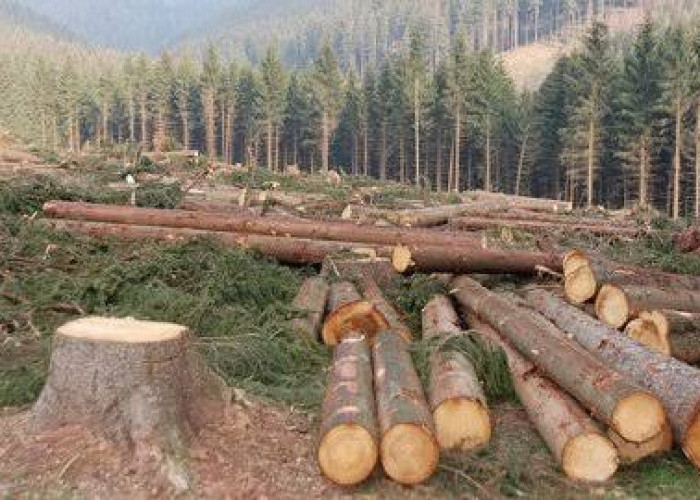 Indonesia Harus Beradaptasi dengan Regulasi Uni Eropa untuk Mengatasi Deforestasi, Ini Penjelasan IFCC!