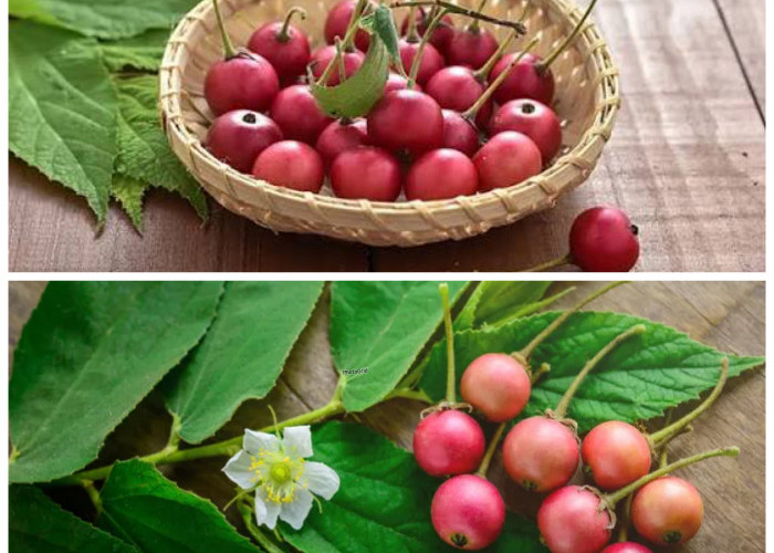 Rahasia Buah Kersen: Si Kecil Manis dengan Segudang Manfaat untuk Kesehatan!