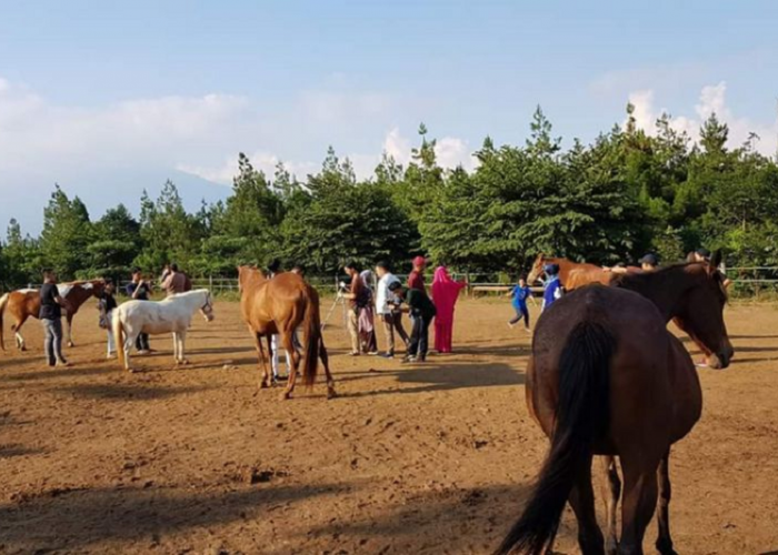 Petualangan Seru di Pedesaan, Menelusuri Keindahan Wisata Peternakan Kuda Megastar Batu Malang