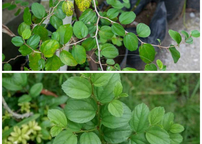 Rahasia Alam dalam Daun Bidara: Inilah Manfaatnya bagi Tubuh dan Pikiran