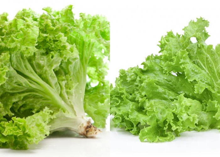 Menurunkan Risiko Diabetes Teryata Ini Manfaat Selada Yang Jarang Diketahui! 