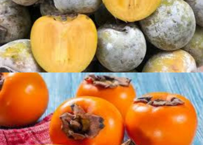 Khasiat  Buah Kesemek dan Kandungan Gizinya!