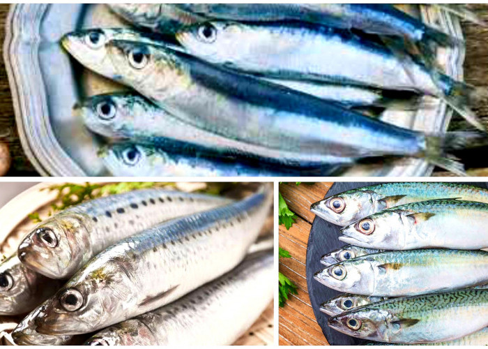 Seberapa Sehat Ikan Sarden Untuk Dikonsumsi? Temukan Faktanya!