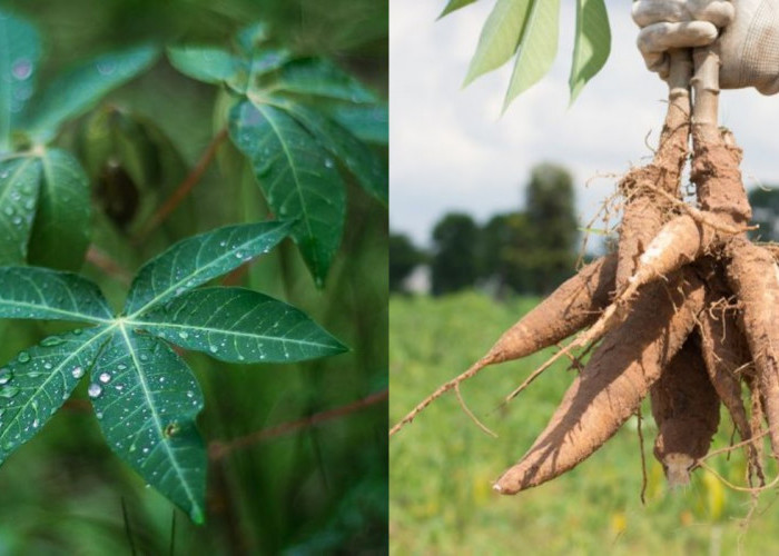 Daun atau Umbi Singkong, Manakah yang Lebih Bergizi?