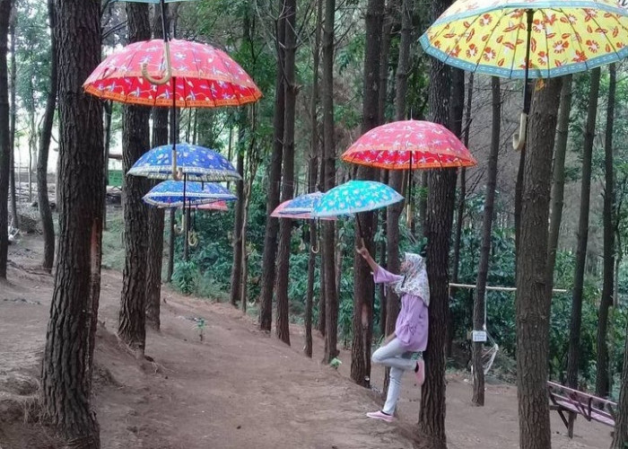 Instagrambel Banget, Wisata Bukit Pinus Wonosalam JATIM, Cocok Weekend Bersama Keluarga