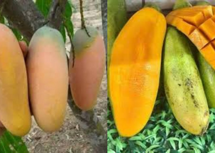 Wajib Tahu Inilah Manfaat Mangga Golek Nutrisi Untuk Kesehatan Tubuh!