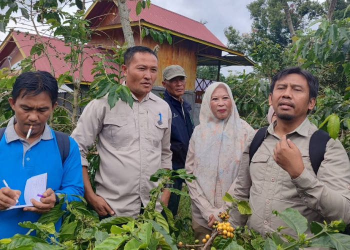 BRRIN Uji Karakteristik Kopi Raden Kuning Khas Pagar Alam