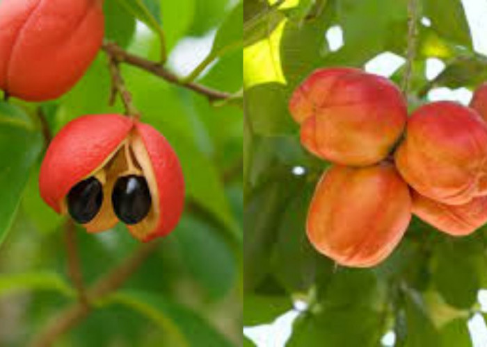 Yuk Intip! Inilah Manfaat Buah Ackee Untuk Kesehatan Yang Jarang Diketahui