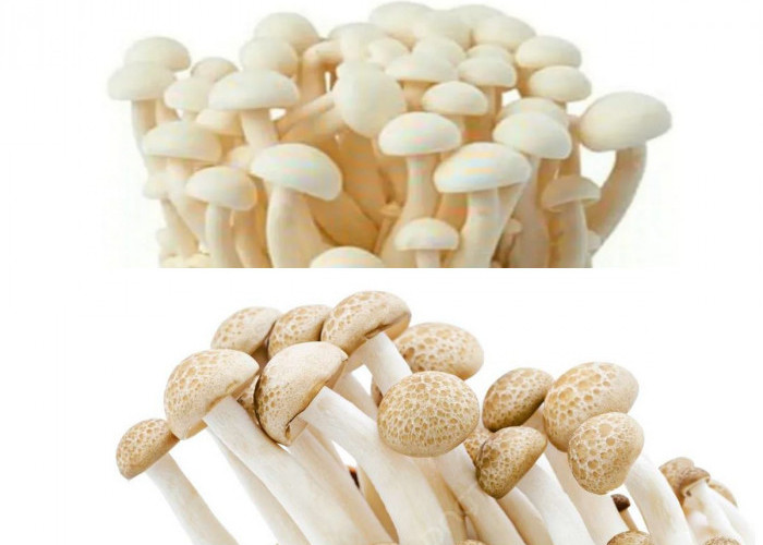 Manfaat Jamur Shimeji bagi Kesehatan Tubuh: Kandungan Gizi, Khasiat, dan Tips Konsumsi!