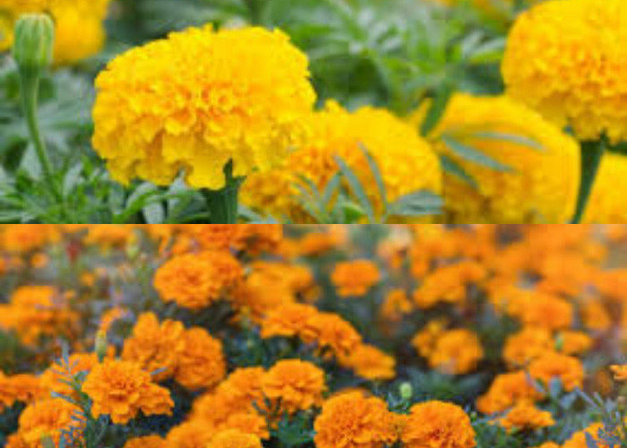  Waw, Baru Tahu Ternyata, 7 Manfaat Bunga Marigold dan Cara Mengonsumsinya!