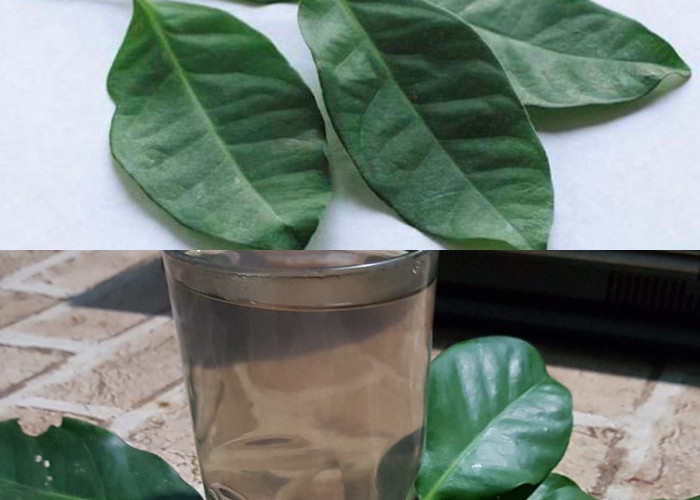 6 Manfaat Daun Salam, Bisa Atasi Sakit Perut!