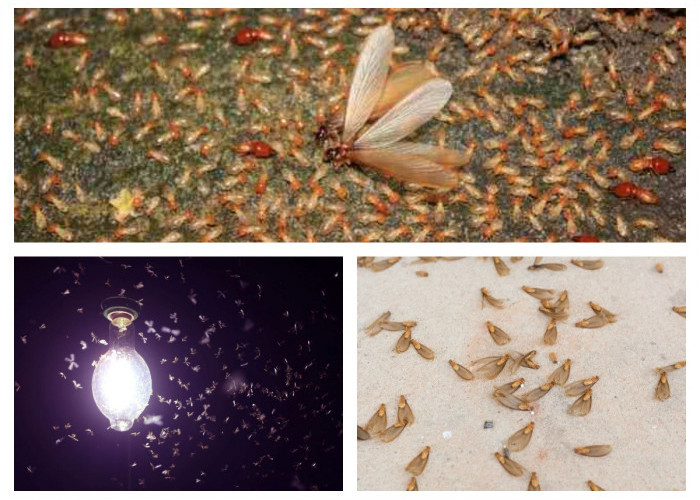 Tak Perlu Panik! Ini 7 Cara Efektif Menghalau Laron Seusai Hujan