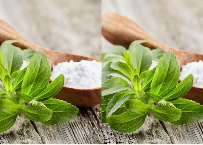 Jarang Diketahui Teryata Ini Guys Manfaat Daun Stevia Untuk Kesehatan Yang Luar Biasa! 