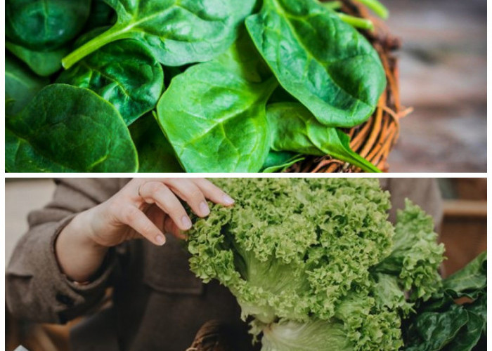 Manfaat Kale dan Bayam untuk Tulang Kuat, Rahasia Superfood Hijau yang Wajib Dikonsumsi