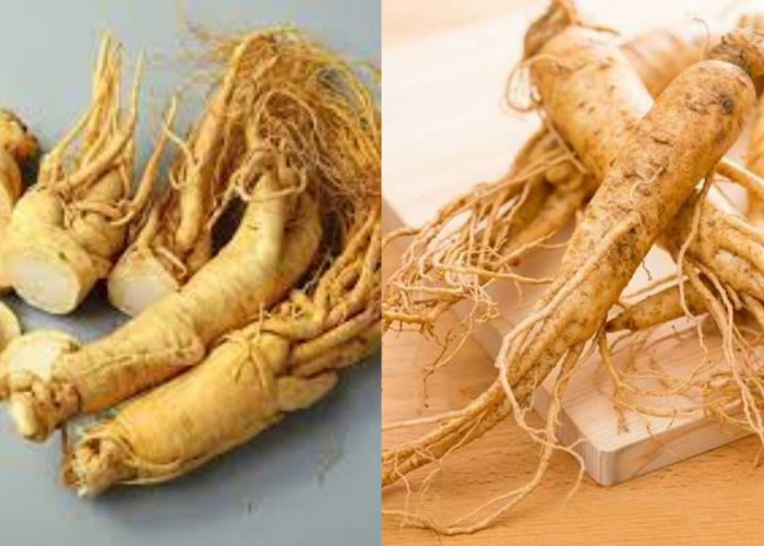 Manfaat Ginseng untuk Kesehatan Tubuh, Wajib Kalian Cobain!