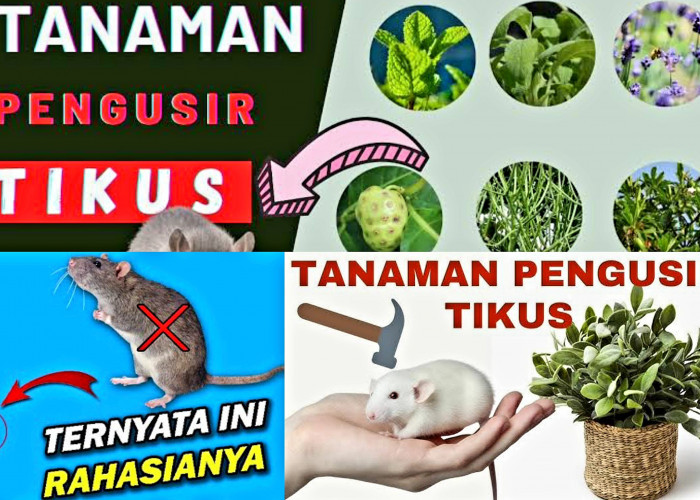 Cukup Pakai Tanaman. Tikus Gak Balik Lagi! Begini 7 Cara Usir Hewan Pengerat 